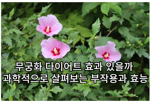 무궁화 다이어트